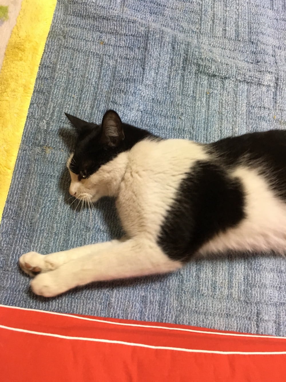 実家のねこちゃん